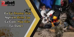 Đá Gà Thomo: Trải Nghiệm Đỉnh Cao Cá Cược Hấp Dẫn Tại Dabet