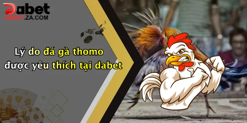 Lý do đá gà thomo được yêu thích tại dabet